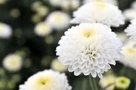 Chrysanthemum: East Asia's Ancient Flower with Modern Health Potential
