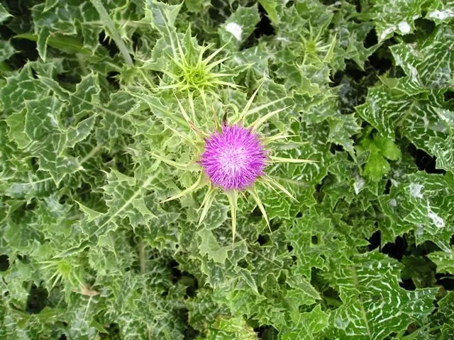 Milk Thistle: A Timeless Herbal Ally for Liver Health and Beyond