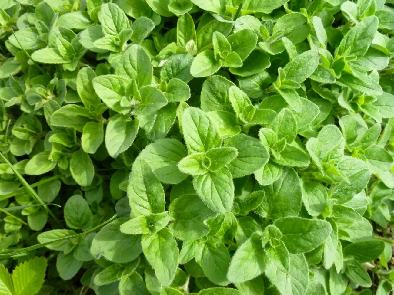 Oregano: A Herb of Ancient Joy with Modern Health Benefits