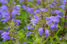 Moldavian Dragonhead Extract Boosts Skin Health in Aging Adults