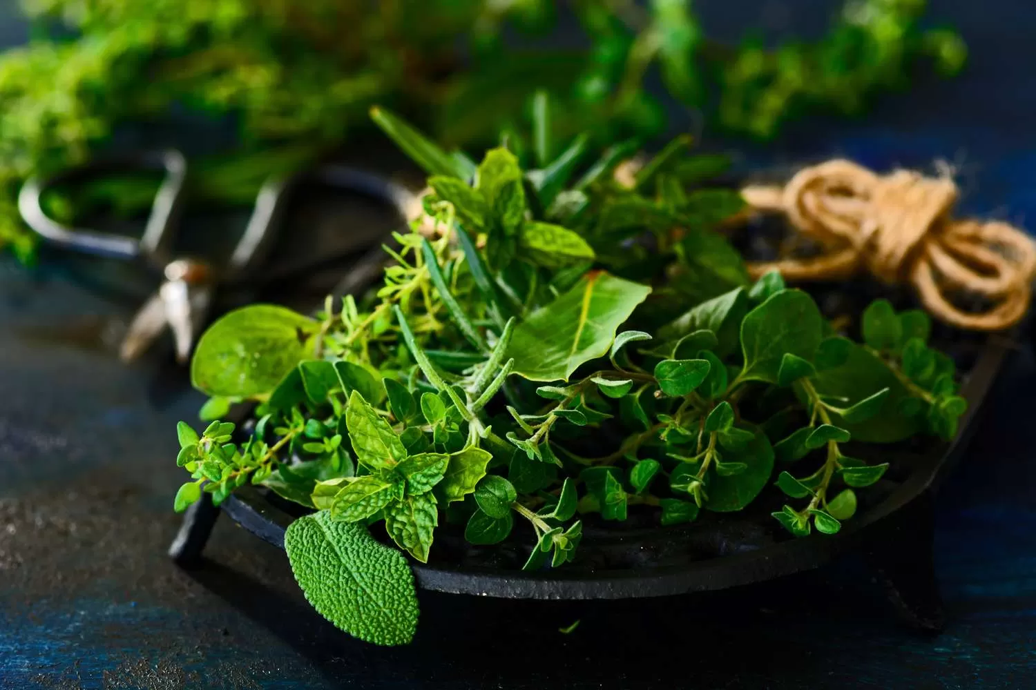 Advancing Herb Farming: Researchers Pioneer Controlled Environment Cultivation