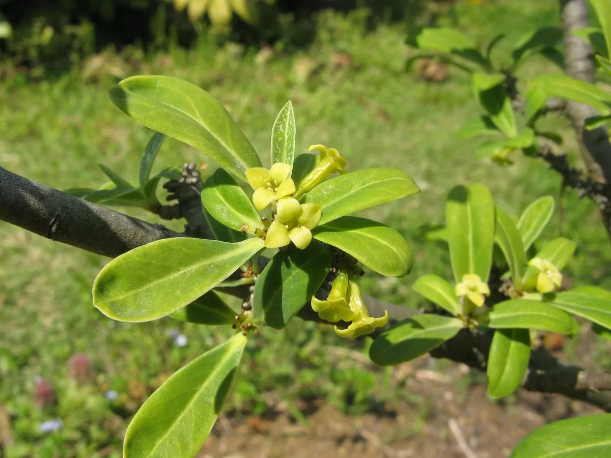 Remarkable Anti-HIV Compounds Found in Daphne Pseudomezereum
