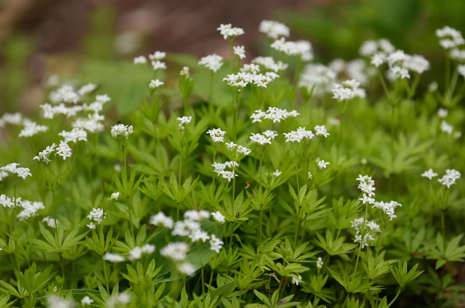 Exploring the Rich Tradition and Health Benefits of Sweet Woodruff