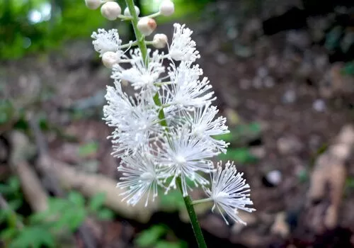 The Versatile Healing Power of Black Cohosh