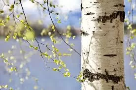 The Healing Legacy of the Birch Tree