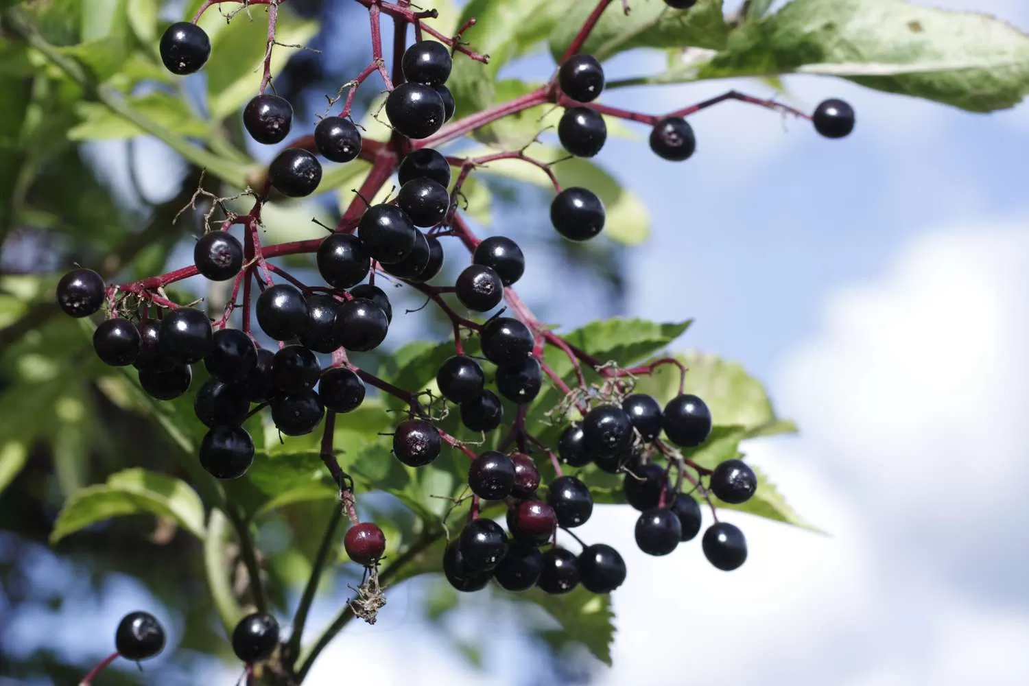 Elderberry: Ancient Remedy and Modern Superfood