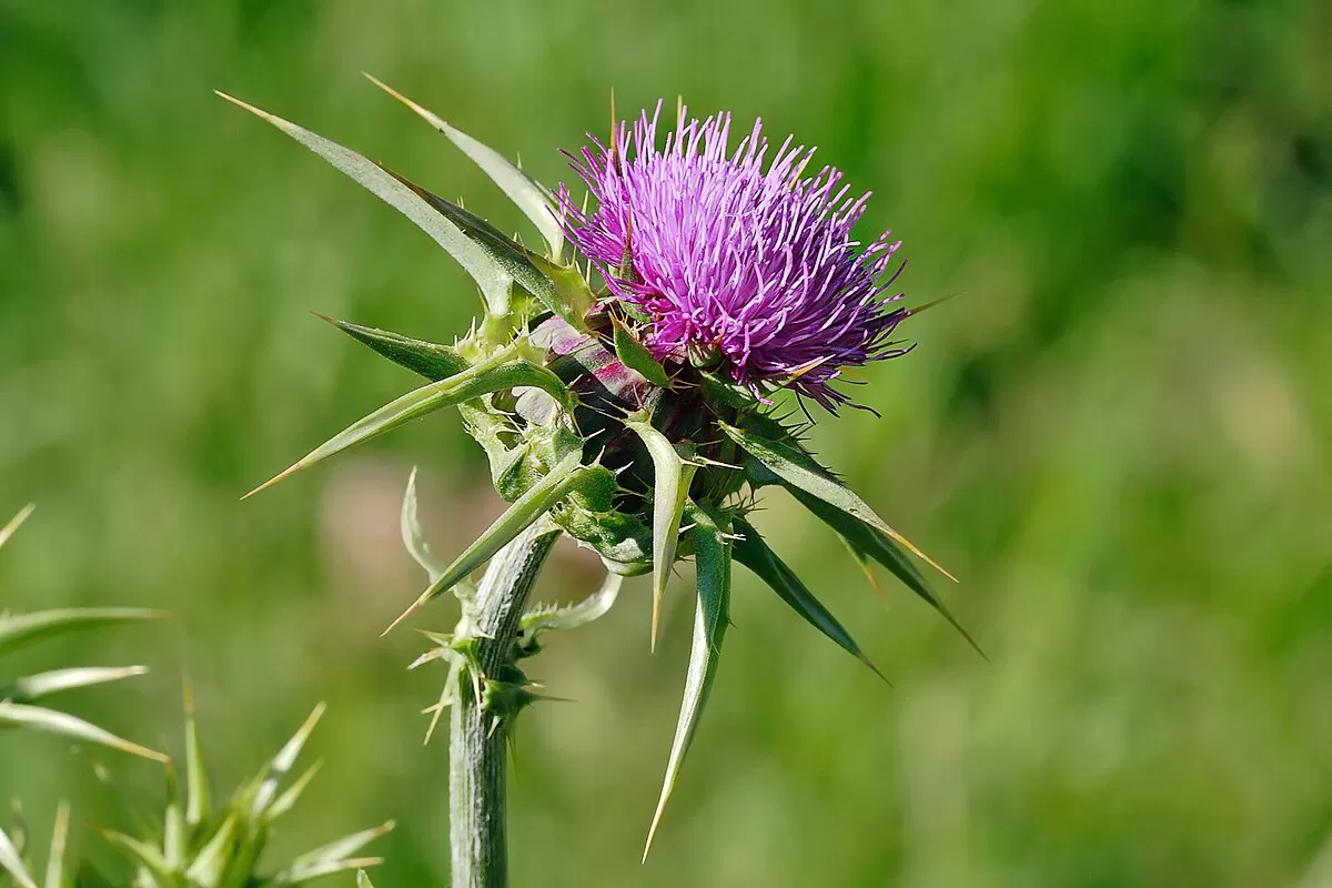 Ancient Remedy, Modern Solution: The Resurgence of Milk Thistle for Liver Health
