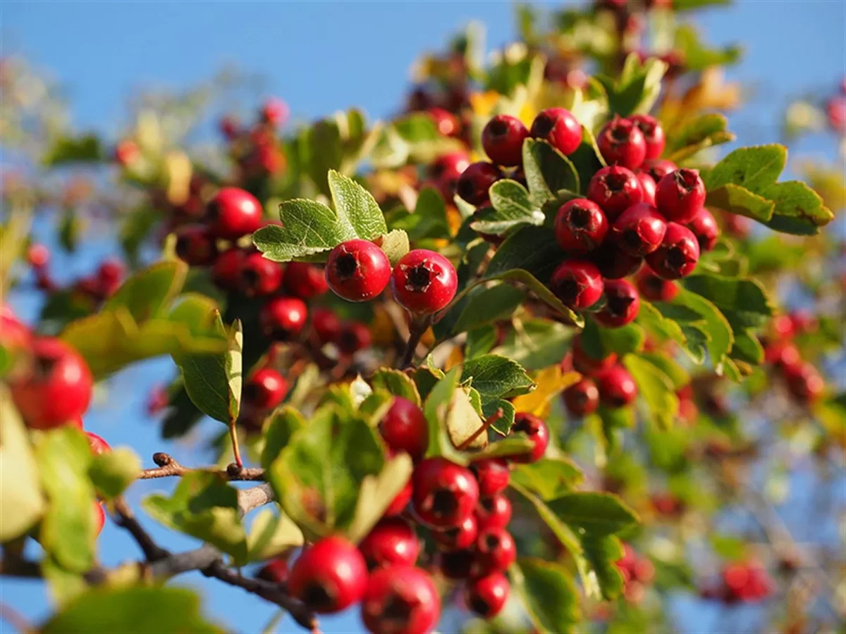 Hawthorn: What You Need to Know