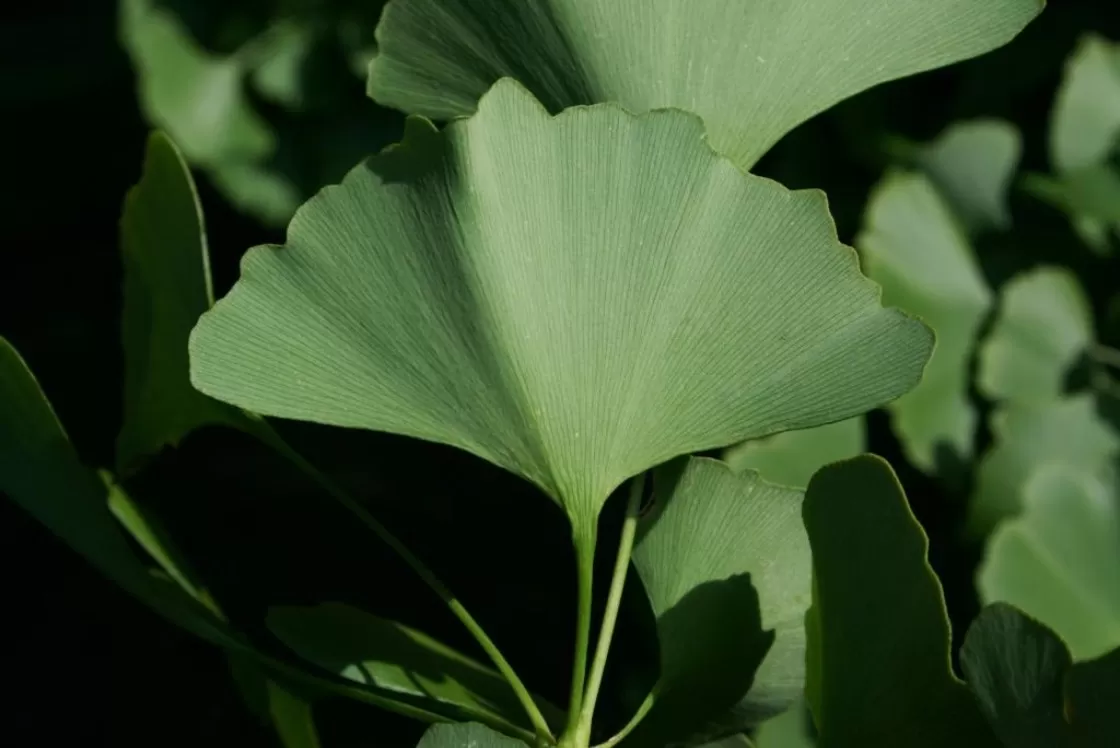 Ginkgo Biloba: History, Phytonutrients and Health Benefits & Culinary Uses