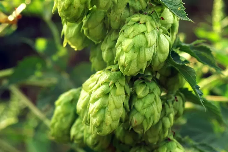 Hops: All You Need to Know