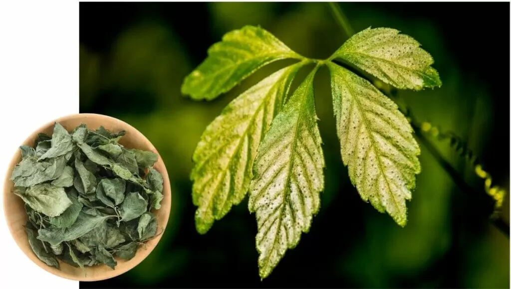 Jiaogulan: Health Benefits and Consumption and Safety Dosage