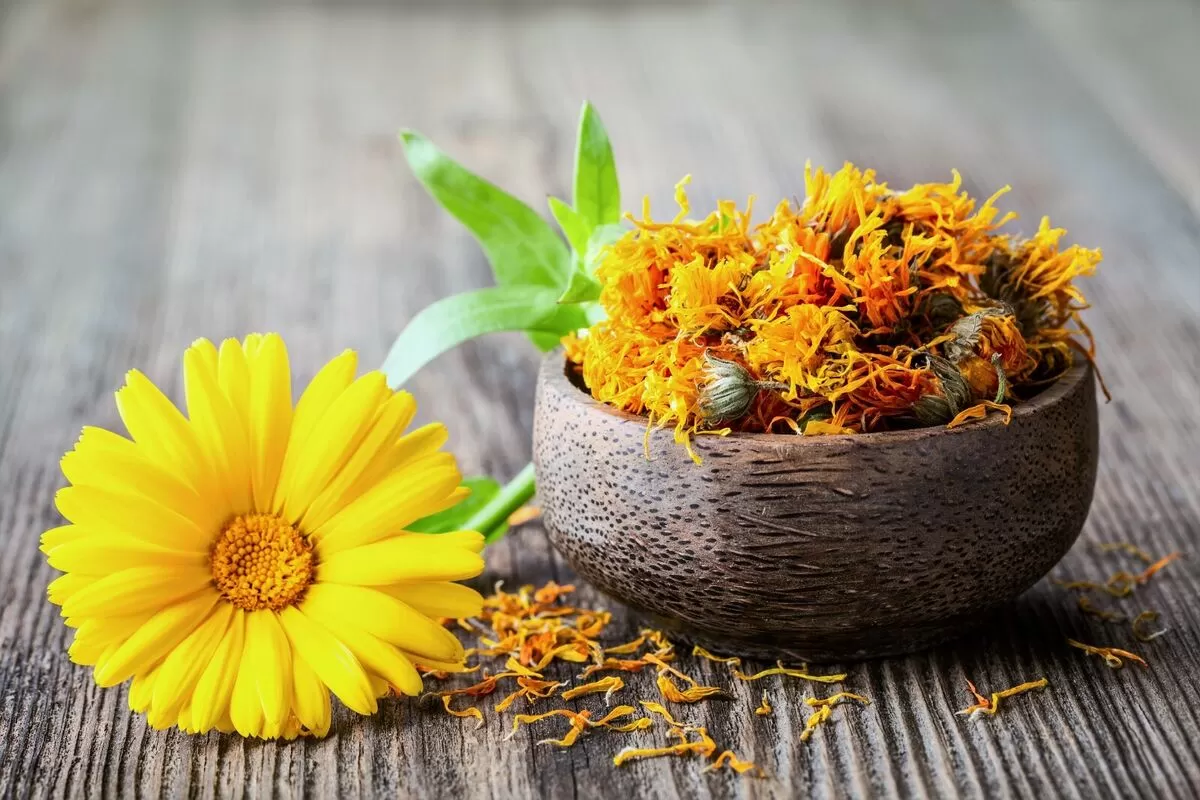 What are marigolds used for?
