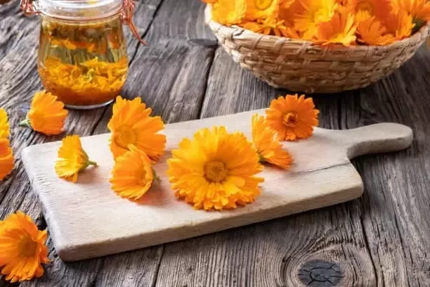 Who Should Avoid Marigold:  Its Risks and Contraindications