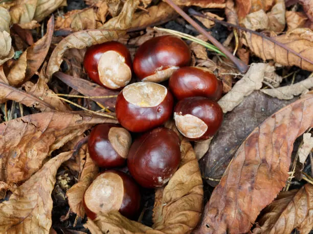 Is horse chestnut good for your legs?