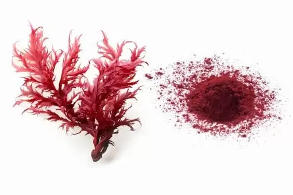 Is astaxanthin better than green tea extract?