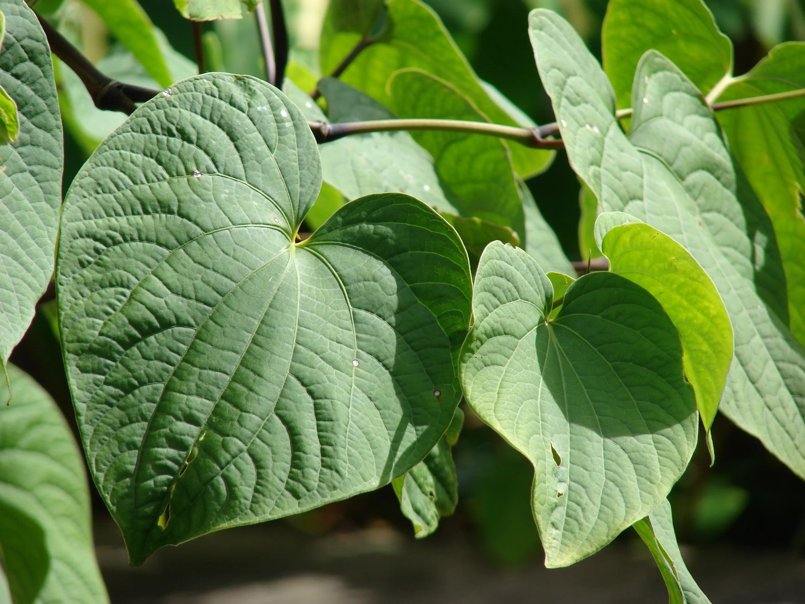 Kava: History,Benefits and Ways to Use