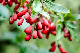 10 benfits of Berberine: A Potential Aid for Health and Wellness