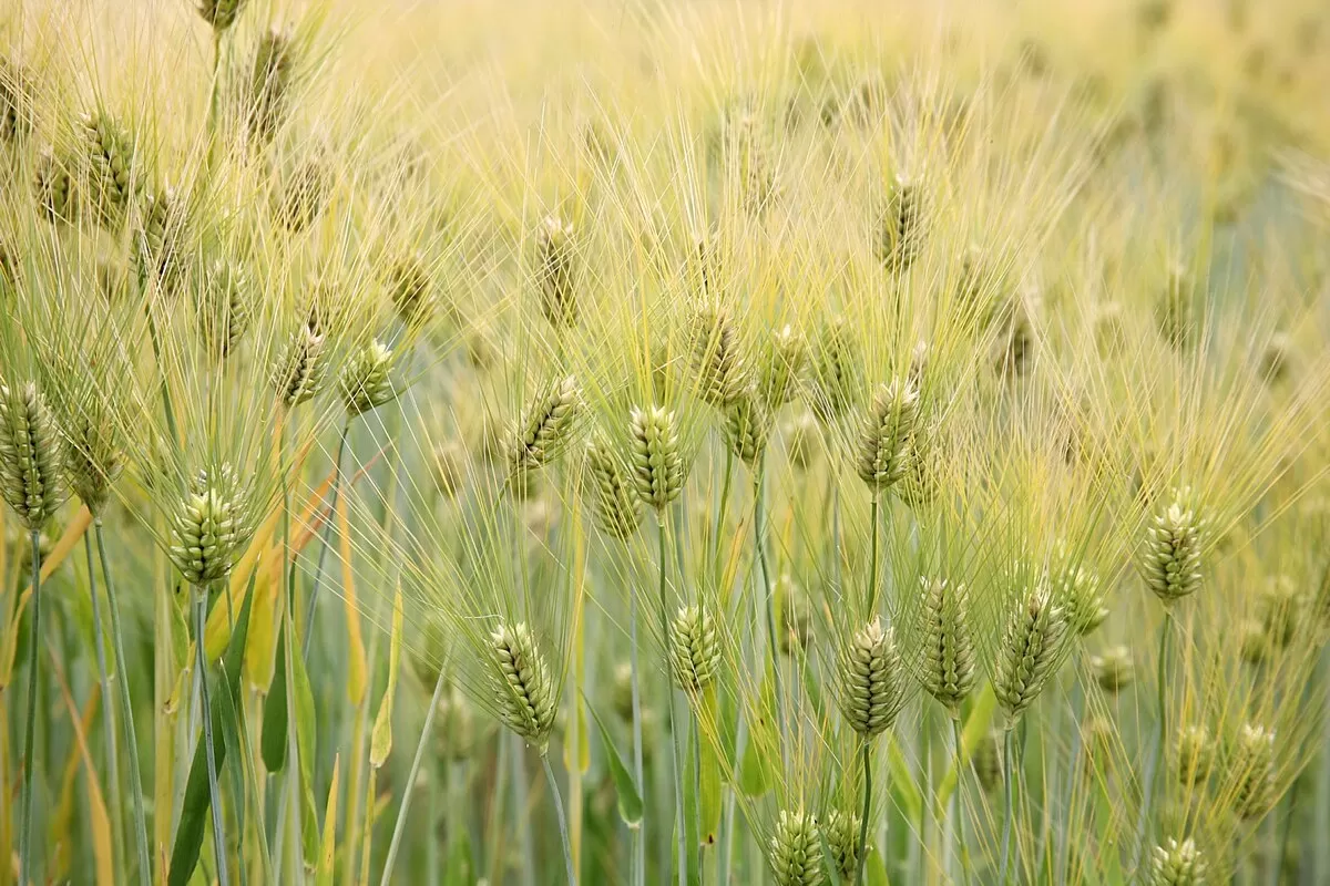 Barley:Benefits and Uses