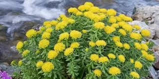 Rhodiola: All You Need to Know