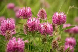Red Clover: Traditional Uses and Modern Health Benefits
