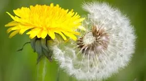 Dandelions: From Weeds to Wonder Plant