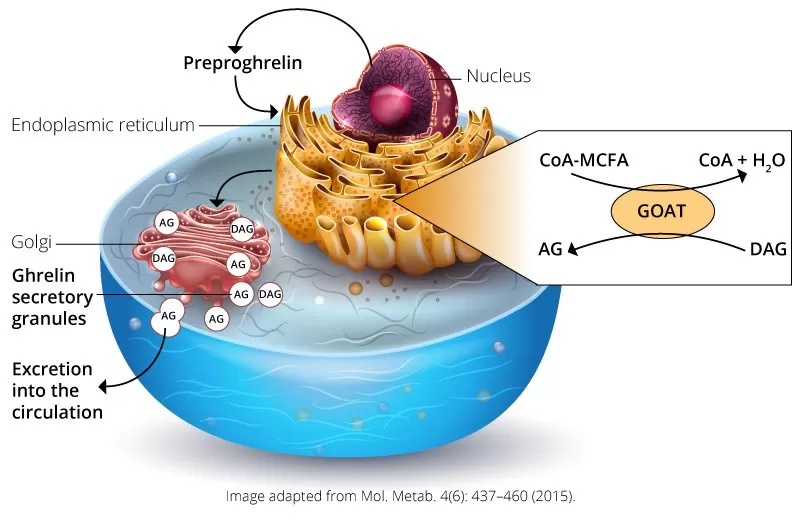Ghrelin: The Hunger Hormone and Its Multifaceted Role