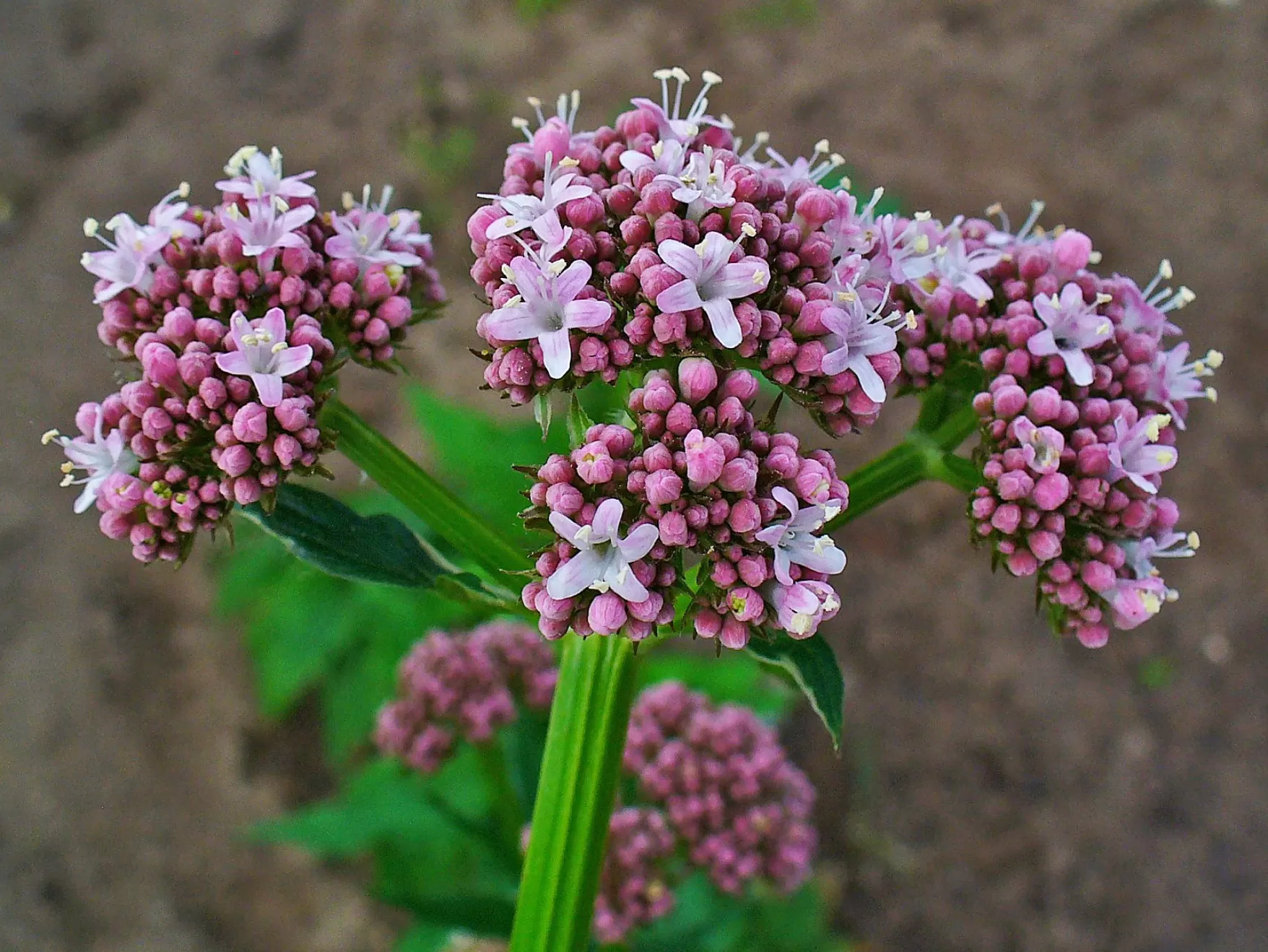 Valerian: History,Benefits and Uses
