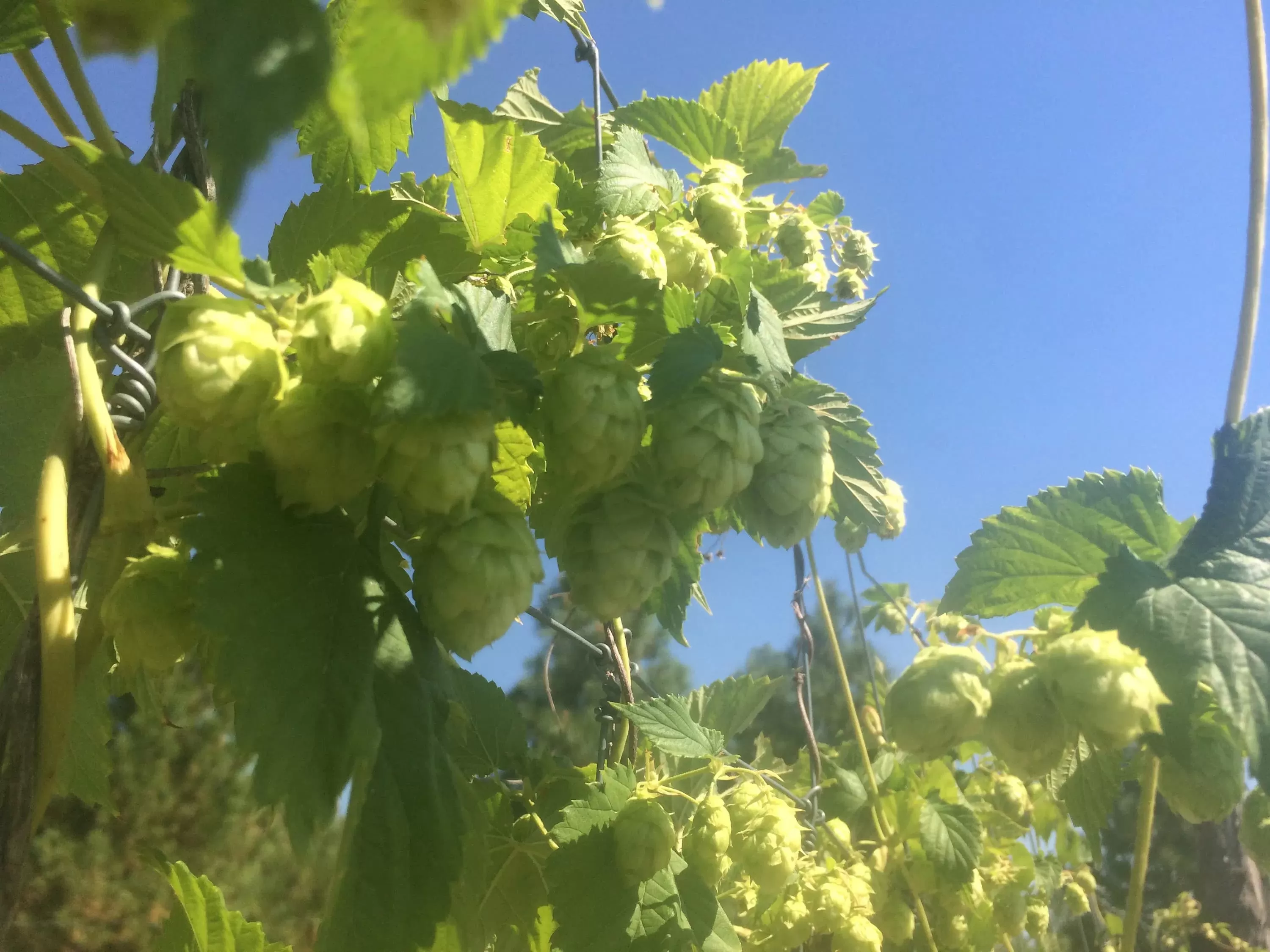Exploring the Connection: Are Hops High in Histamine?