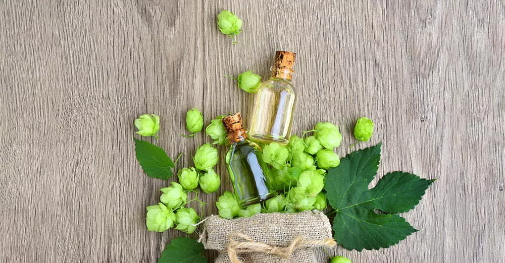 6 Benefits of Hops: Exploring Its Impact on Stomach Health