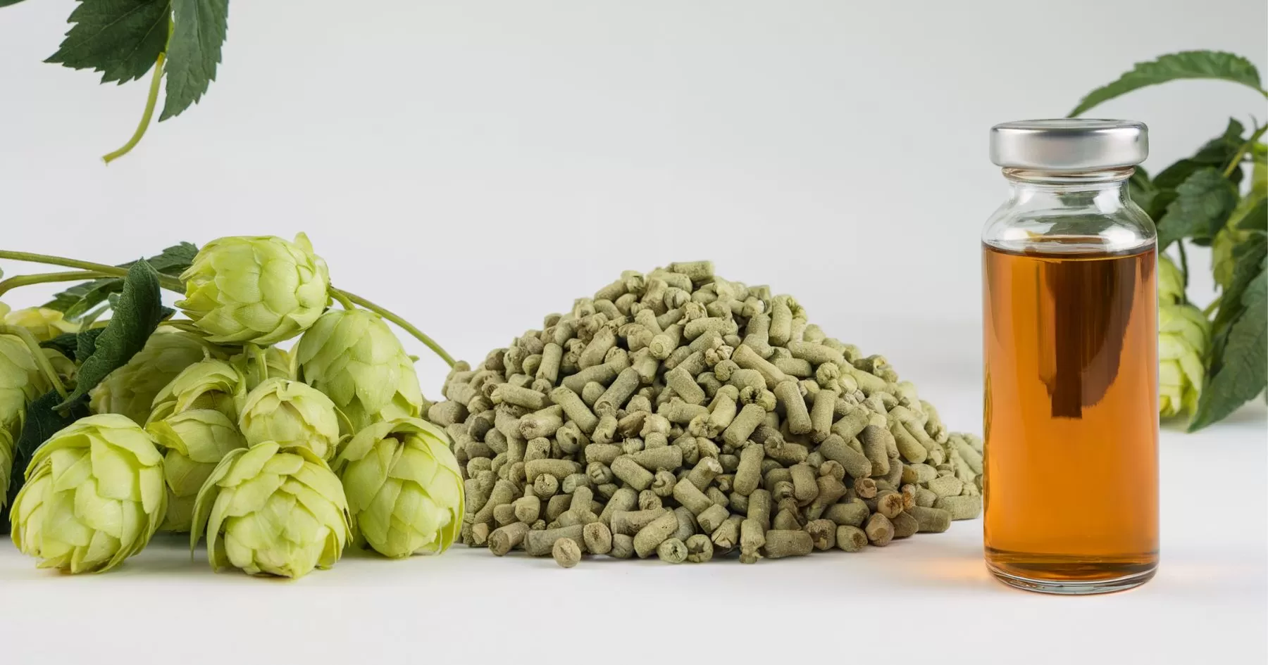 Do Hops Show Up on a Drug Test? A Comprehensive Analysis