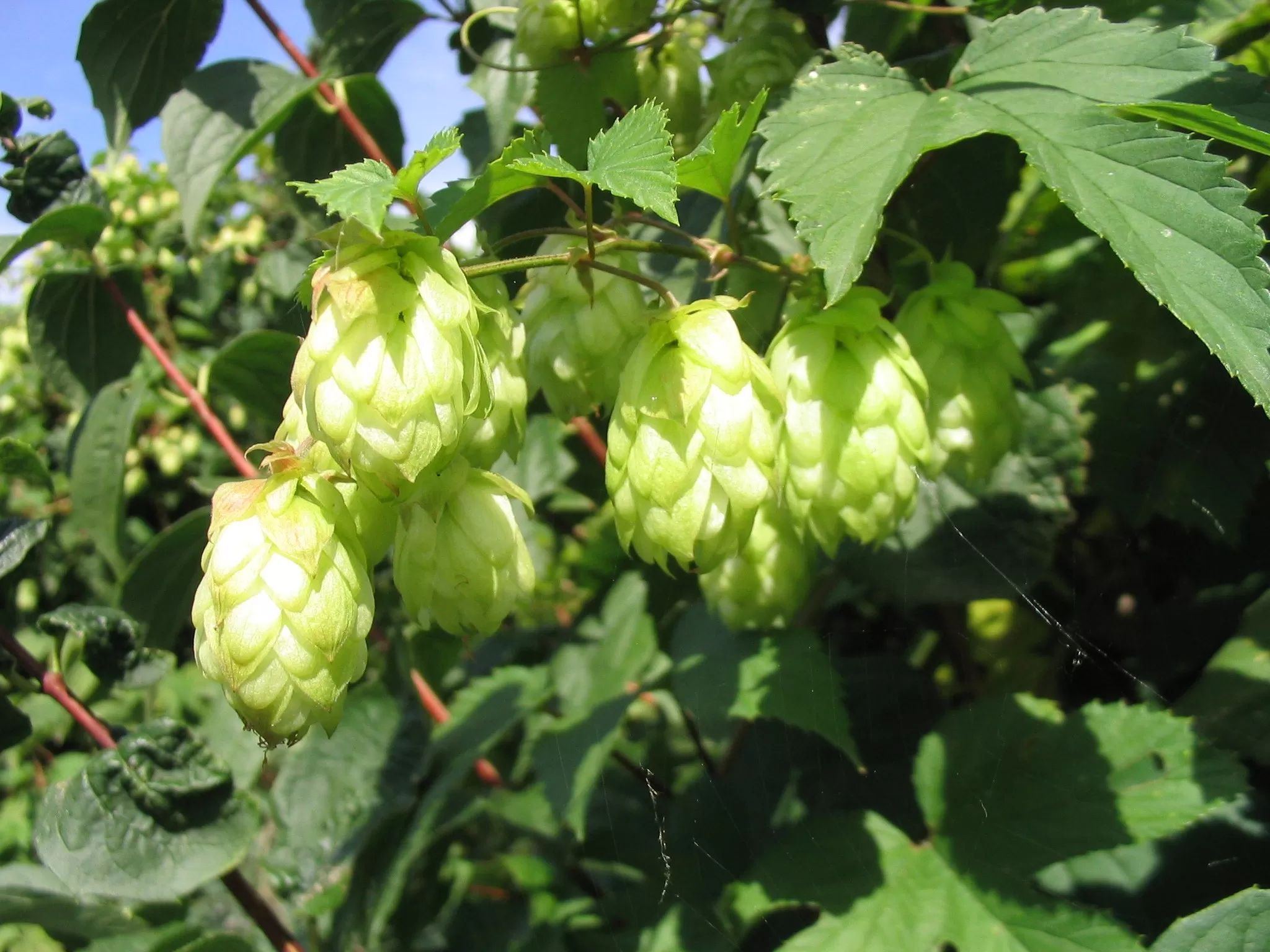 Is hops a pain reliever?
