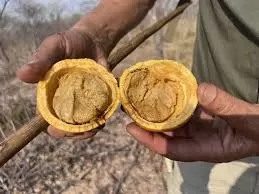 Monkey Orange: Features,History, Benefits and Culinary Uses