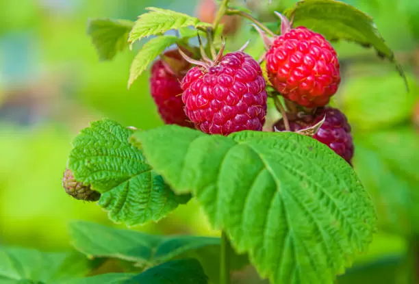 Red Raspberry Leaves: History, Benefits and Application