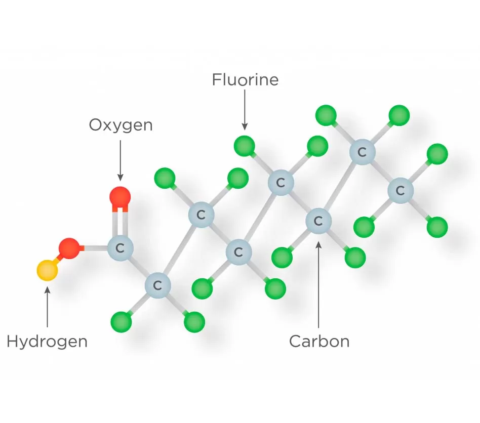 Boosting Fiber Intake to Combat PFAS: The Latest Findings  