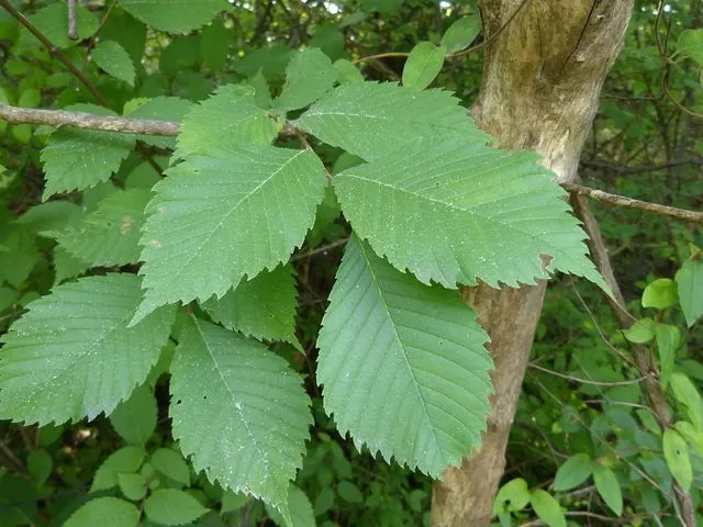 Slippery Elm: history, Versatile Preparation and Culinary Uses