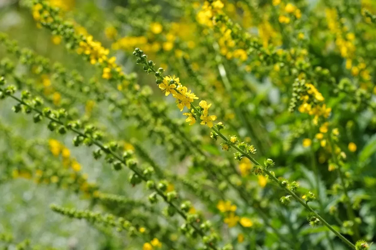Agrimony: history, healthy benfits and Modern Uses