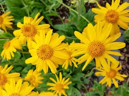 Arnica montana: The Dual Nature of a Mountain Healer