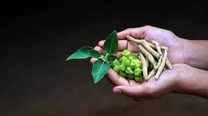 Ashwagandha Gains New Ground as Natural Stress Reliever