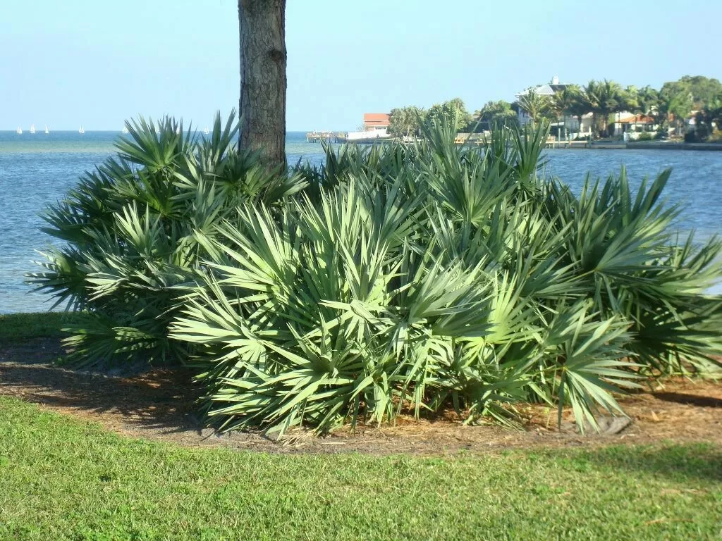 Saw Palmetto: available in supplements and healthy Benfits