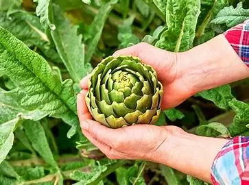 Are Artichokes Good for Inflammation? An In-Depth Exploration