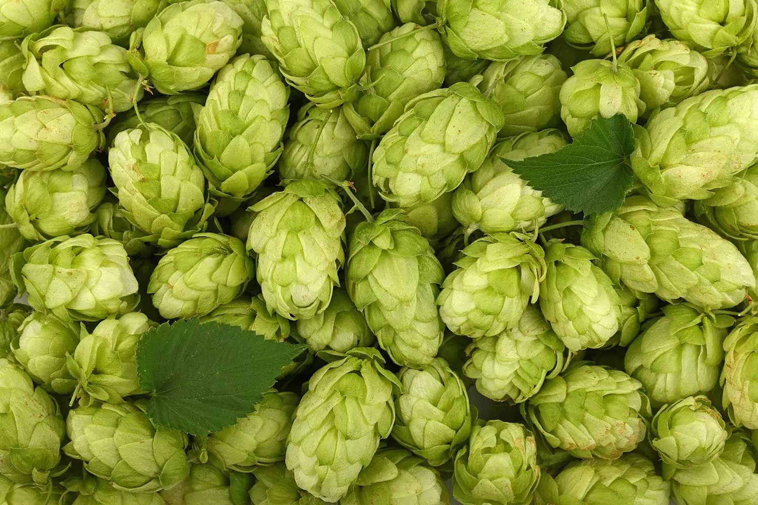 Are Hops Good for Fertility? An In-Depth Look at the Evidence