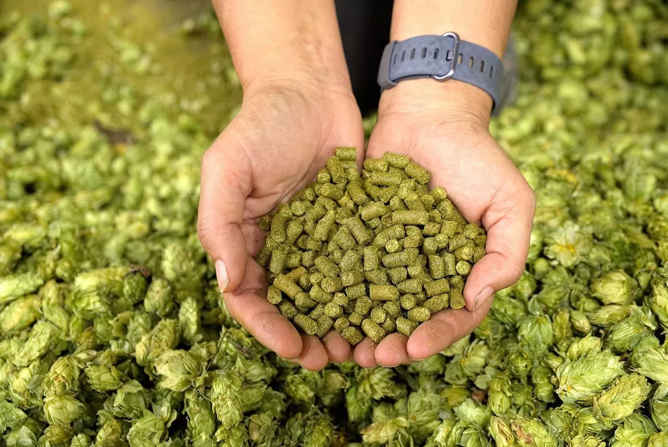 Are Hops High in Estrogen? A Comprehensive Review