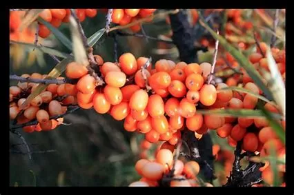 What Are the Disadvantages of Seabuckthorn?