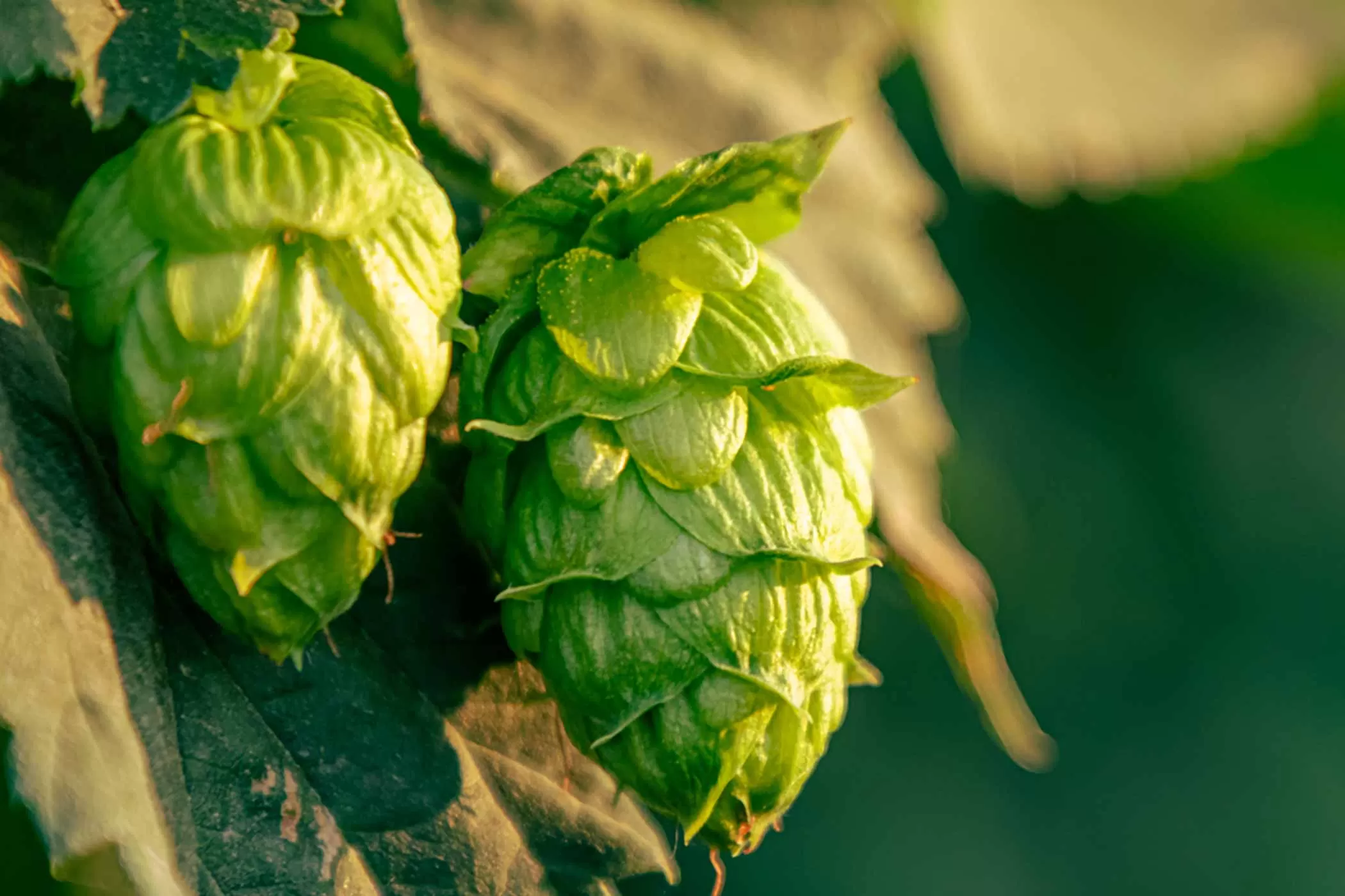 Is Hops the Same as Valerian? A Comprehensive Exploration