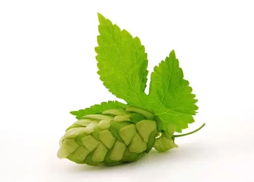 Do Hops Have Side Effects? An In-Depth Exploration