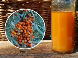 How Long Does Sea Buckthorn Take to Work? 
