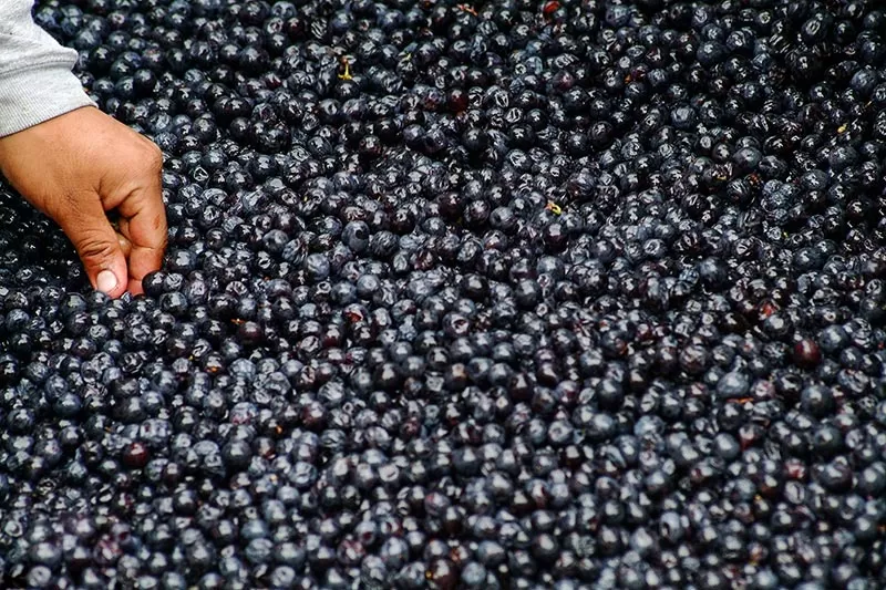 Seed Oils: Health Effects and How to Make Smart Choices