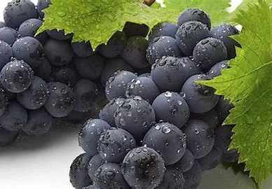 Choosing the Best Grapes for Skin Health: An In-Depth Analys