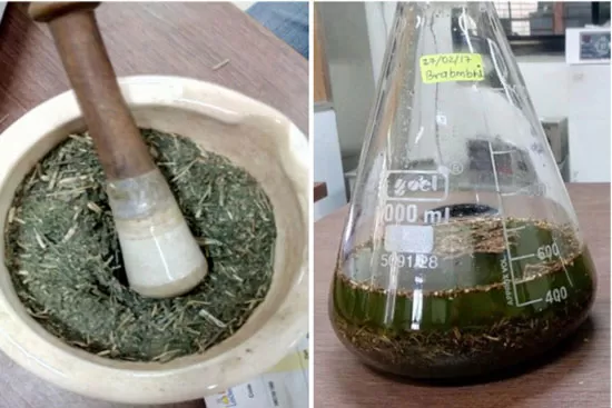 What is an Extracting Plant? A Comprehensive Overview