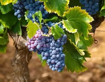 What is the highest vitamin in grapes?